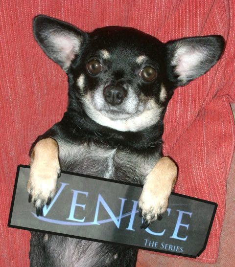 El Team Lesbicanarias promocionando Venice