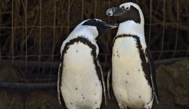La pareja de pingüinas lesbianas que les robará el corazón