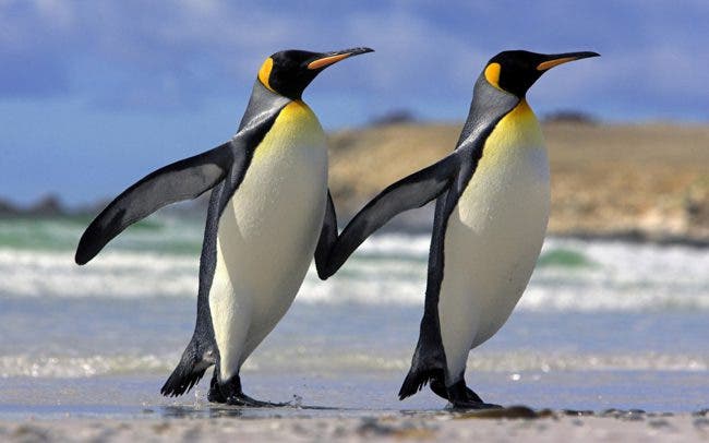 pingüinas lesbianas