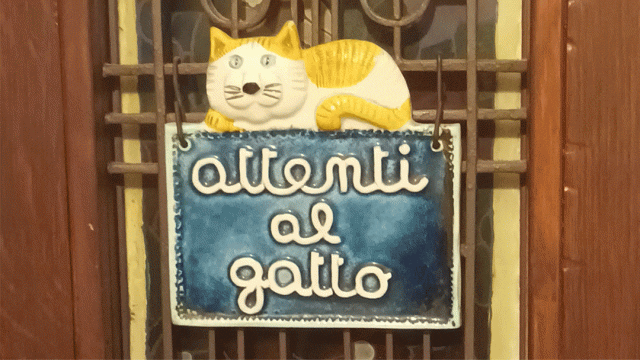 cartel de gato